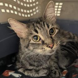 Shelter Stray Female Cat last seen NEW BALLWIN RD,63021, 10521 Baur Blvd, Olivette, MO 63132, USA