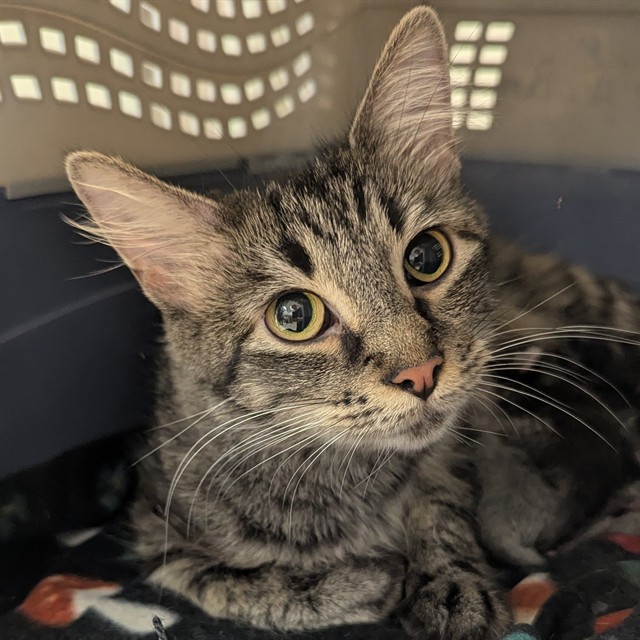 Shelter Stray Female Cat last seen NEW BALLWIN RD,63021, 10521 Baur Blvd, Olivette, MO 63132, USA