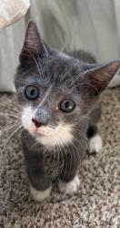 Shelter Stray Male Cat last seen RETURN, 2020 Forest St, Jacksonville, FL 32204, USA