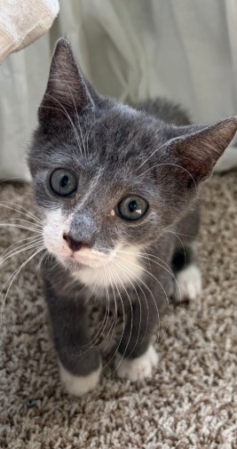 Shelter Stray Male Cat last seen RETURN, 2020 Forest St, Jacksonville, FL 32204, USA