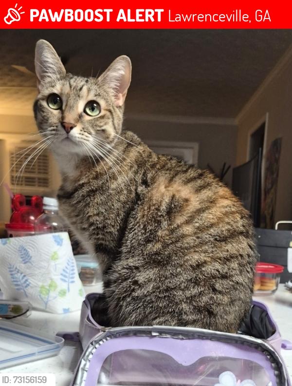 Lost Female Cat last seen 3rd floor of the Whitby apmts., Lawrenceville, GA 30045