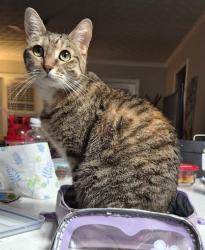 Lost Female Cat last seen 3rd floor of the Whitby apmts., Lawrenceville, GA 30045