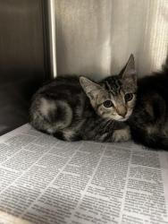 Shelter Stray Female Cat last seen , 14409 Vanowen St, Van Nuys, CA 91405, USA