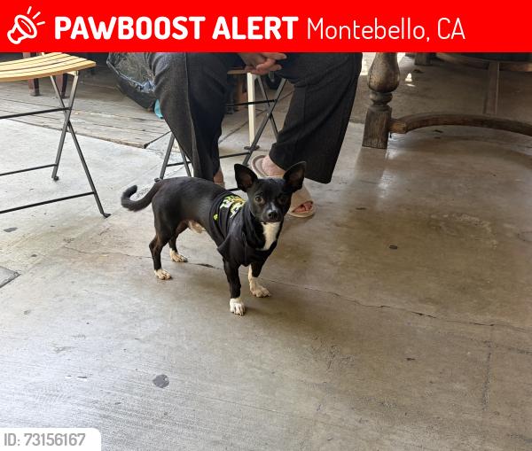 Lost Male Dog last seen Olympic Blvd & Vail, Montebello, CA 90640
