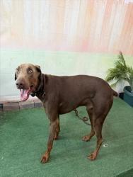 Shelter Stray Male Dog last seen , 4275 Elton St, Baldwin Park, CA 91706, USA