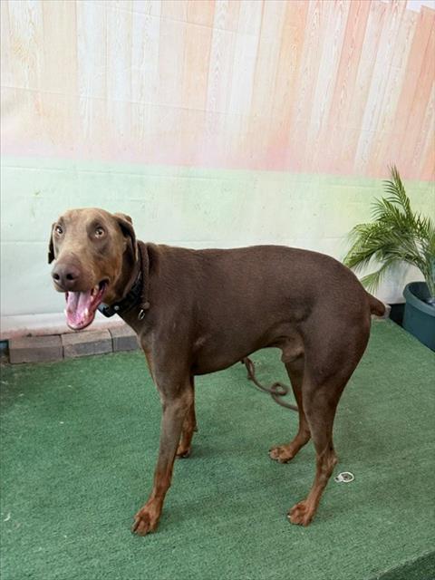 Shelter Stray Male Dog last seen , 4275 Elton St, Baldwin Park, CA 91706, USA