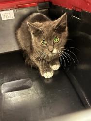 Shelter Stray Female Cat last seen Near BLOCK MONA CT, 12155 Park Blvd, Brighton, CO 80601, USA