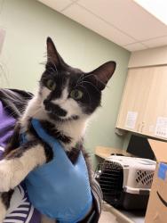 Shelter Stray Female Cat last seen Near BLOCK MONA CT, 12155 Park Blvd, Brighton, CO 80601, USA