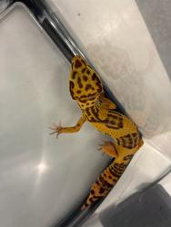 Shelter Stray Unknown Other last seen PROST, 12155 Park Blvd, Brighton, CO 80601, USA
