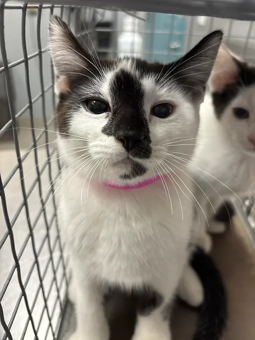 Shelter Stray Female Cat last seen N BRUCE ST & E WASHINGTON AVE, 655 N Mojave Rd, Las Vegas, NV 89101, USA