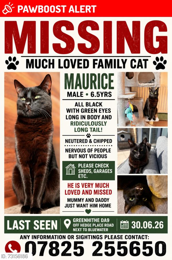Lost Male Cat last seen Bluewater, Hedge Place Road, Greenhithe Kent, Stone, England DA9 9YH