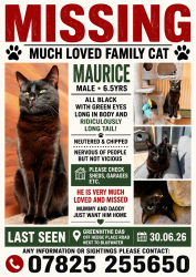 Lost Male Cat last seen Bluewater, Hedge Place Road, Greenhithe Kent, Stone, England DA9 9YH