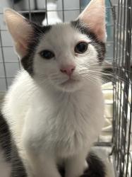 Shelter Stray Female Cat last seen N BRUCE ST & E WASHINGTON AVE, 655 N Mojave Rd, Las Vegas, NV 89101, USA