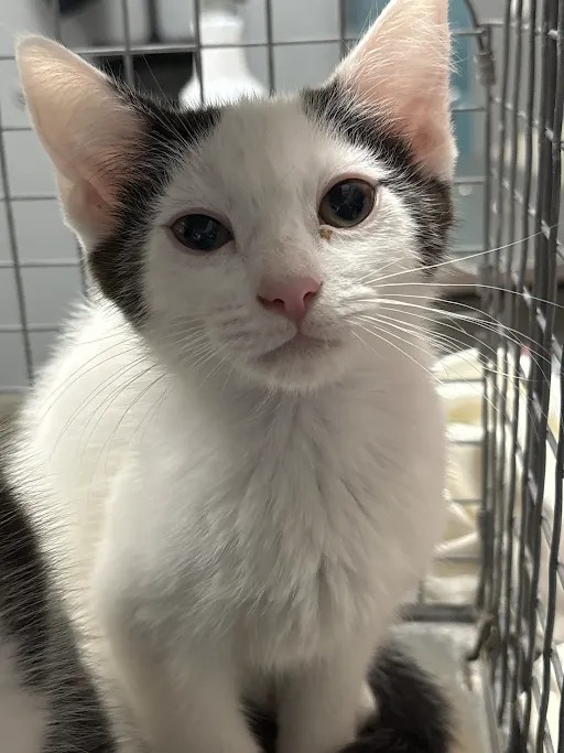 Shelter Stray Female Cat last seen N BRUCE ST & E WASHINGTON AVE, 655 N Mojave Rd, Las Vegas, NV 89101, USA