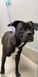 Shelter Stray Female Dog last seen Near BLOCK W ALEXANDER RD, NORTH LAS VEGAS NV 89032, 655 N Mojave Rd, Las Vegas, NV 89101, USA
