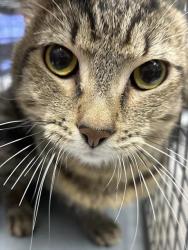 Shelter Stray Male Cat last seen W CACTUS AVE & DEAN MARTIN DR, 655 N Mojave Rd, Las Vegas, NV 89101, USA