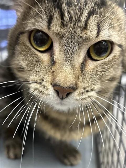 Shelter Stray Male Cat last seen W CACTUS AVE & DEAN MARTIN DR, 655 N Mojave Rd, Las Vegas, NV 89101, USA
