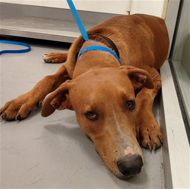 Shelter Stray Male Dog last seen Near BLOCK GRANT AVE, HEMET, CA, 581 S Grand Ave, San Jacinto, CA 92582, USA