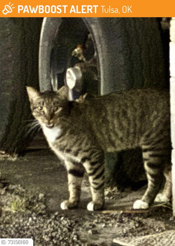 Found/Stray Unknown Cat last seen Admiral/Garnett, Tulsa, OK 74116