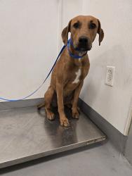 Shelter Stray Male Dog last seen Near BLOCK GRANT AVE, HEMET, CA, 581 S Grand Ave, San Jacinto, CA 92582, USA