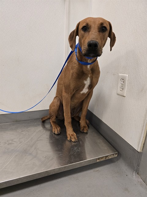 Shelter Stray Male Dog last seen Near BLOCK GRANT AVE, HEMET, CA, 581 S Grand Ave, San Jacinto, CA 92582, USA