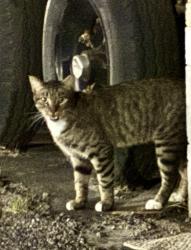 Found/Stray Unknown Cat last seen Admiral/Garnett, Tulsa, OK 74116