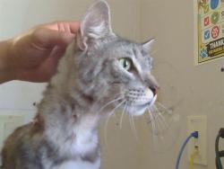 Shelter Stray Male Cat last seen PITCHER ST/DESMOND ST,95610, 3839 Bradshaw Rd, Sacramento, CA 95827, USA
