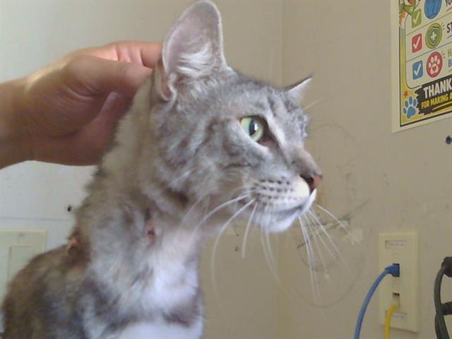 Shelter Stray Male Cat last seen PITCHER ST/DESMOND ST,95610, 3839 Bradshaw Rd, Sacramento, CA 95827, USA
