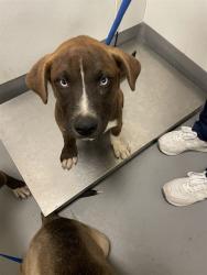 Shelter Stray Male Dog last seen RED MOUNTAIN, HEMET CITY, 581 S Grand Ave, San Jacinto, CA 92582, USA