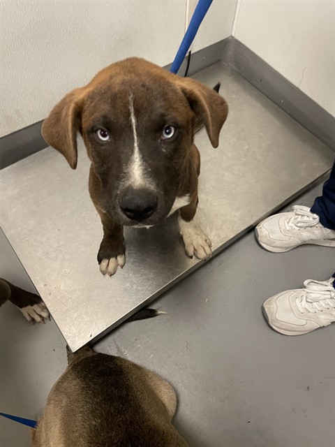 Shelter Stray Male Dog last seen RED MOUNTAIN, HEMET CITY, 581 S Grand Ave, San Jacinto, CA 92582, USA
