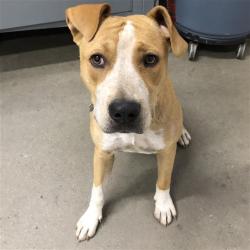 Shelter Stray Female Dog last seen Near BLOCK W SHIELDS AVE, FRESNO CA 93705, 5277 E Airways Blvd, Fresno, CA 93727, USA