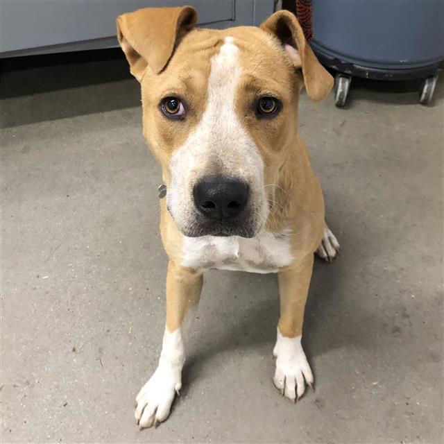 Shelter Stray Female Dog last seen Near BLOCK W SHIELDS AVE, FRESNO CA 93705, 5277 E Airways Blvd, Fresno, CA 93727, USA