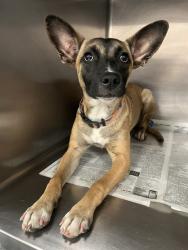 Shelter Stray Female Dog last seen N STATE ST/W DEVONSHIRE AVE, HEMET CA 92543, 581 S Grand Ave, San Jacinto, CA 92582, USA