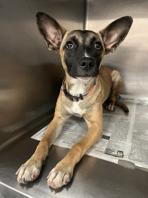 Shelter Stray Female Dog last seen N STATE ST/W DEVONSHIRE AVE, HEMET CA 92543, 581 S Grand Ave, San Jacinto, CA 92582, USA
