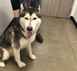 Shelter Stray Female Dog last seen Near BLOCK N CORNELIA AVE, FRESNO CA 93722 3648, 5277 E Airways Blvd, Fresno, CA 93727, USA