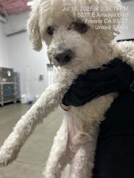 Shelter Stray Male Dog last seen Near BLOCK W MENLO AVE, FRESNO CA 93722 8524, 5277 E Airways Blvd, Fresno, CA 93727, USA