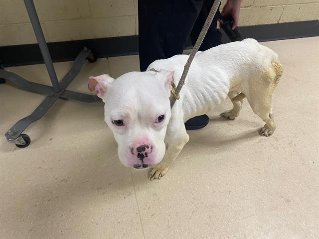 Shelter Stray Female Dog last seen , 3839 W Burnham St, West Milwaukee, WI 53215, USA