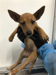 Shelter Stray Female Dog last seen Near BLOCK E OLIVE AVE, FRESNO CA 93727 2500, 5277 E Airways Blvd, Fresno, CA 93727, USA
