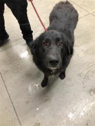 Shelter Stray Female Dog last seen Near BLOCK N POLK AVE, FRESNO CA 93722 9763, 5277 E Airways Blvd, Fresno, CA 93727, USA
