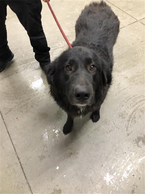 Shelter Stray Female Dog last seen Near BLOCK N POLK AVE, FRESNO CA 93722 9763, 5277 E Airways Blvd, Fresno, CA 93727, USA