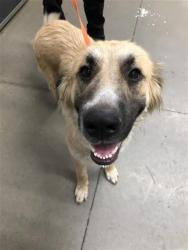 Shelter Stray Female Dog last seen Near BLOCK N POLK AVE, FRESNO CA 93722 9763, 5277 E Airways Blvd, Fresno, CA 93727, USA