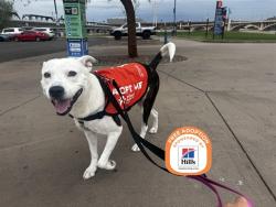 Shelter Stray Female Dog last seen 27TH AVE AND VAN BUREN, 5501 E Van Buren St, Phoenix, AZ 85008, USA