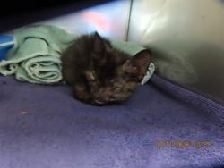 Shelter Stray Female Cat last seen Near BLOCK E ELTON AVE, 5501 E Van Buren St, Phoenix, AZ 85008, USA