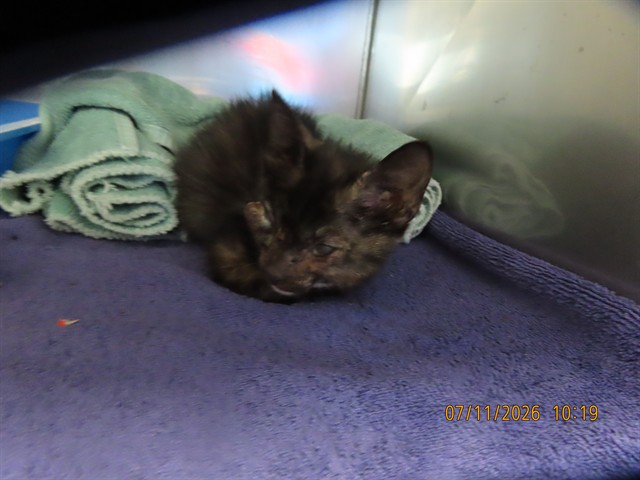 Shelter Stray Female Cat last seen Near BLOCK E ELTON AVE, 5501 E Van Buren St, Phoenix, AZ 85008, USA