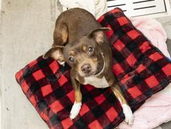 Shelter Stray Female Dog last seen UNKNOWN, 5501 E Van Buren St, Phoenix, AZ 85008, USA