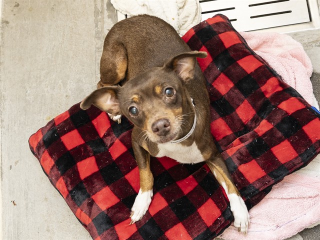 Shelter Stray Female Dog last seen UNKNOWN, 5501 E Van Buren St, Phoenix, AZ 85008, USA