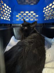 Shelter Stray Male Cat last seen , 11361 W Pico Blvd, Los Angeles, CA 90064, USA