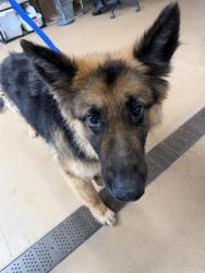 Shelter Stray Female Dog last seen PALOMAR AND BROADWAY, 130 Beyer Way, Chula Vista, CA 91911, USA