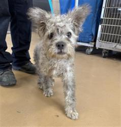 Shelter Stray Male Dog last seen NATIONAL CITY BLVD AND E 15TH ST, 130 Beyer Way, Chula Vista, CA 91911, USA