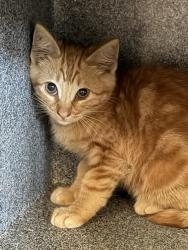 Shelter Stray Male Cat last seen OAKLAWN AVE AND FLOWER ST, 130 Beyer Way, Chula Vista, CA 91911, USA